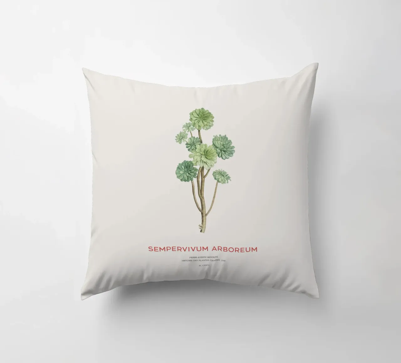 Rosa d'Irlanda o Sempervivum Arboreum cuscino da Vintagrafica