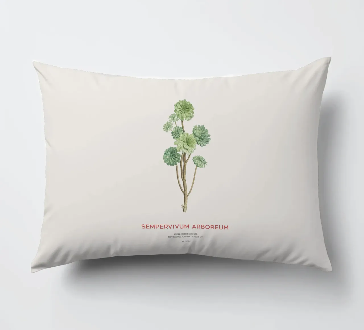 Rosa d'Irlanda o Sempervivum Arboreum cuscino da Vintagrafica