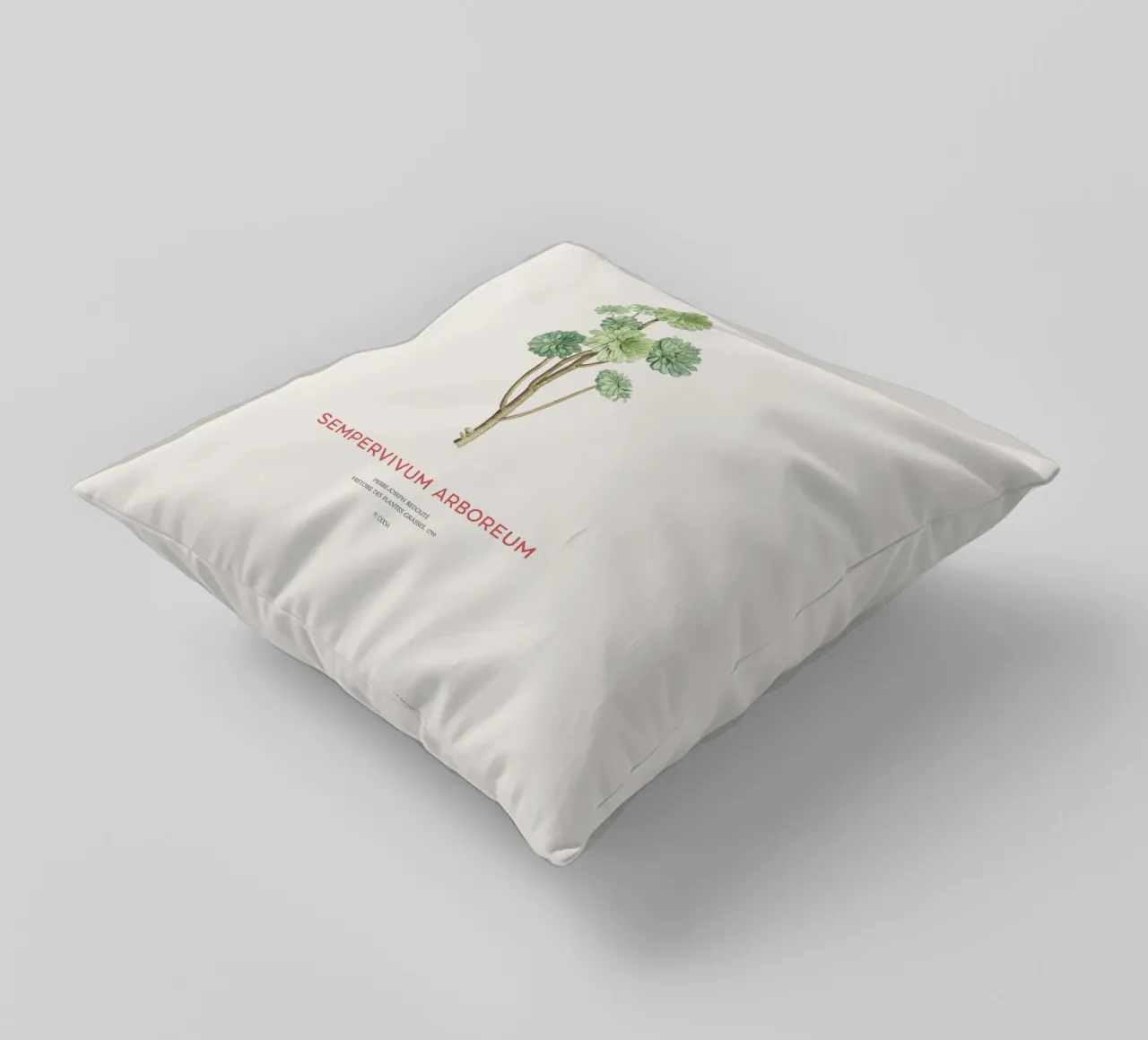 Rosa d'Irlanda o Sempervivum Arboreum cuscino da Vintagrafica