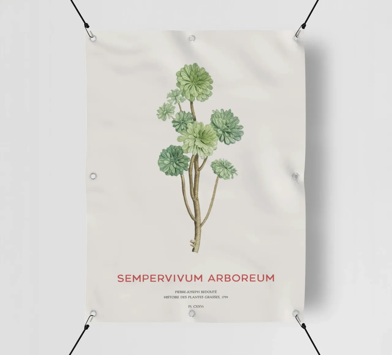 Rosa d'Irlanda o Sempervivum Arboreum telo in pvc da Vintagrafica