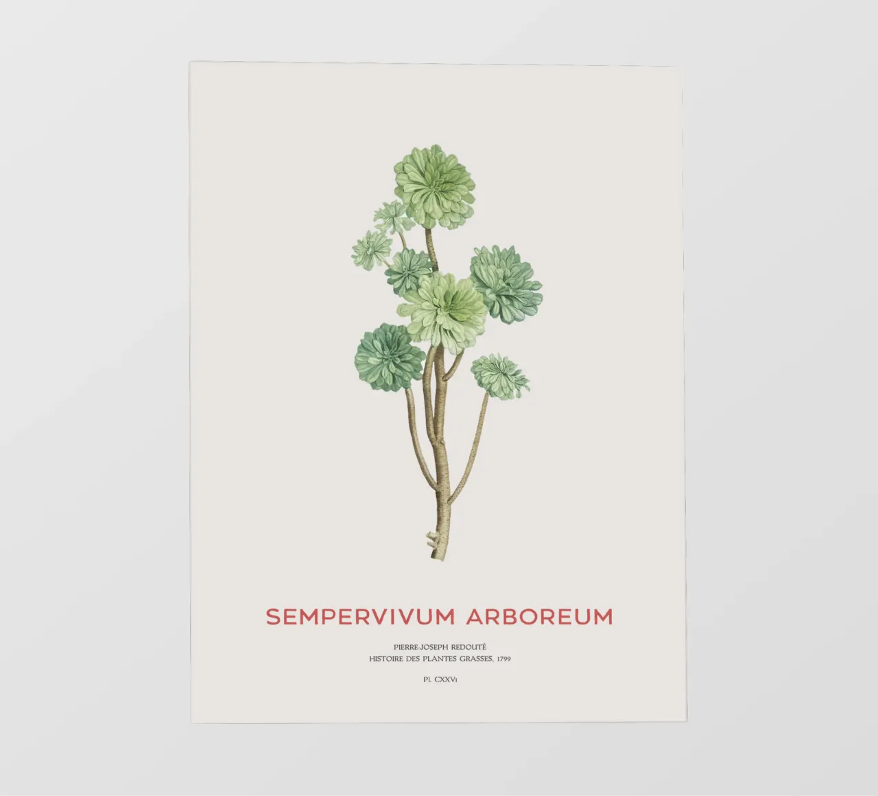 Rosa d'Irlanda o Sempervivum Arboreum telo in pvc da Vintagrafica