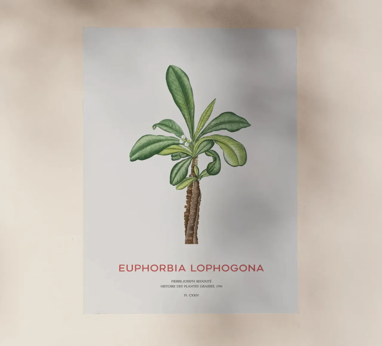 Randramboay o Euphorbia Lophogona pellicola backlit da Vintagrafica