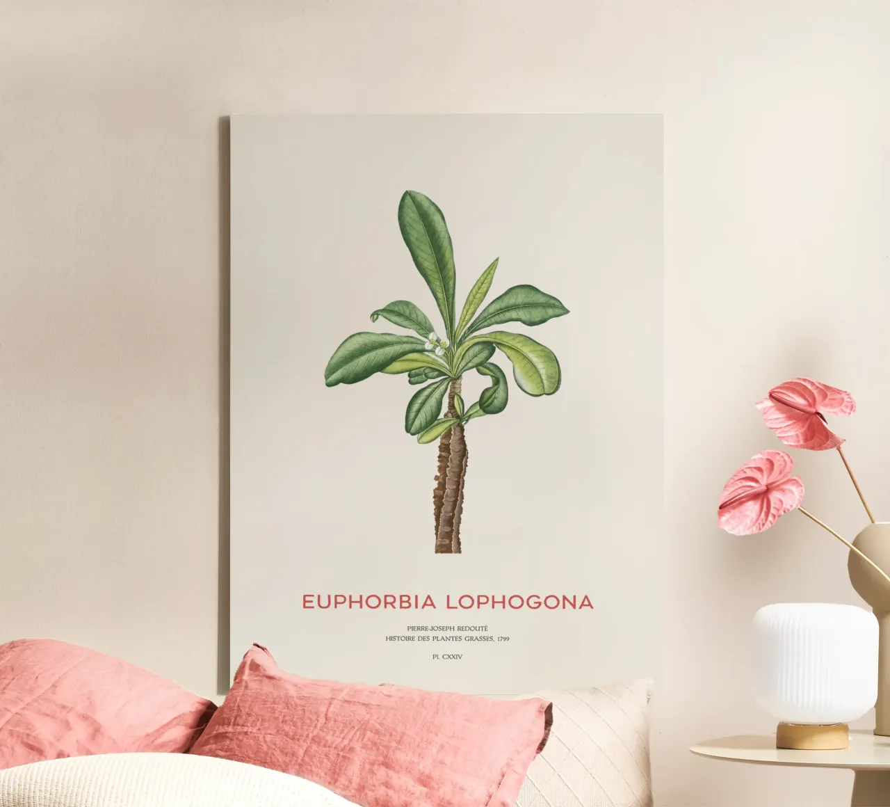 Randramboay oder Euphorbia Lophogona Leinwand von Vintagrafica