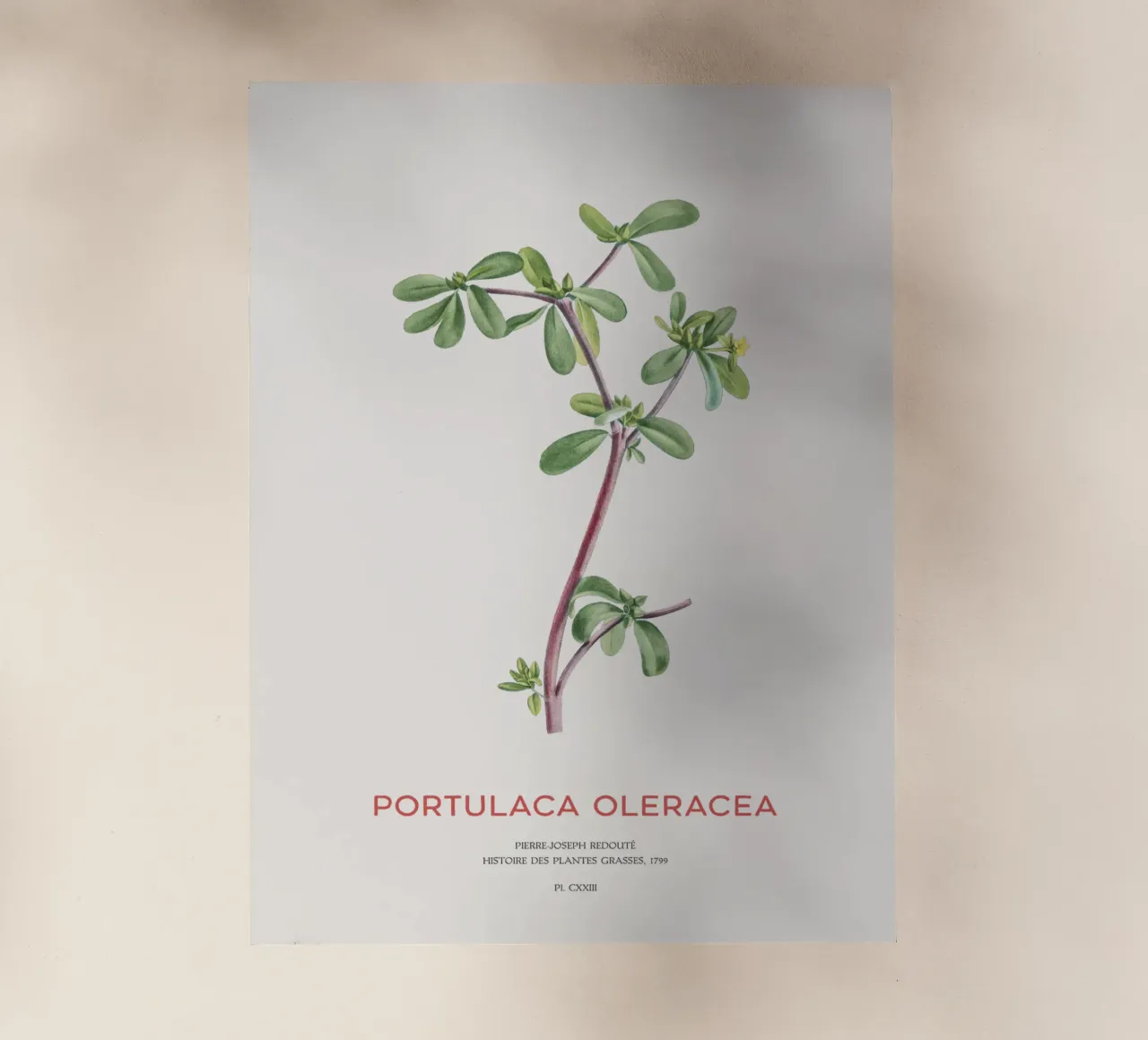Pursley or Portulaca Oleracea backlit film by Vintagrafica