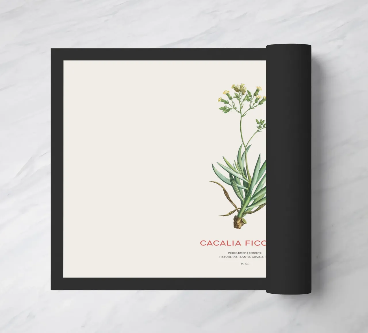 Monte Everest Senecio o Cacalia ficoides zerbino da Vintagrafica
