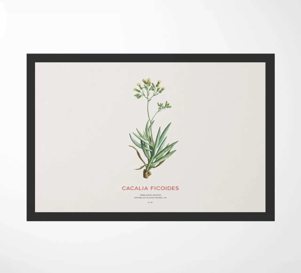 Monte Everest Senecio o Cacalia ficoides zerbino da Vintagrafica