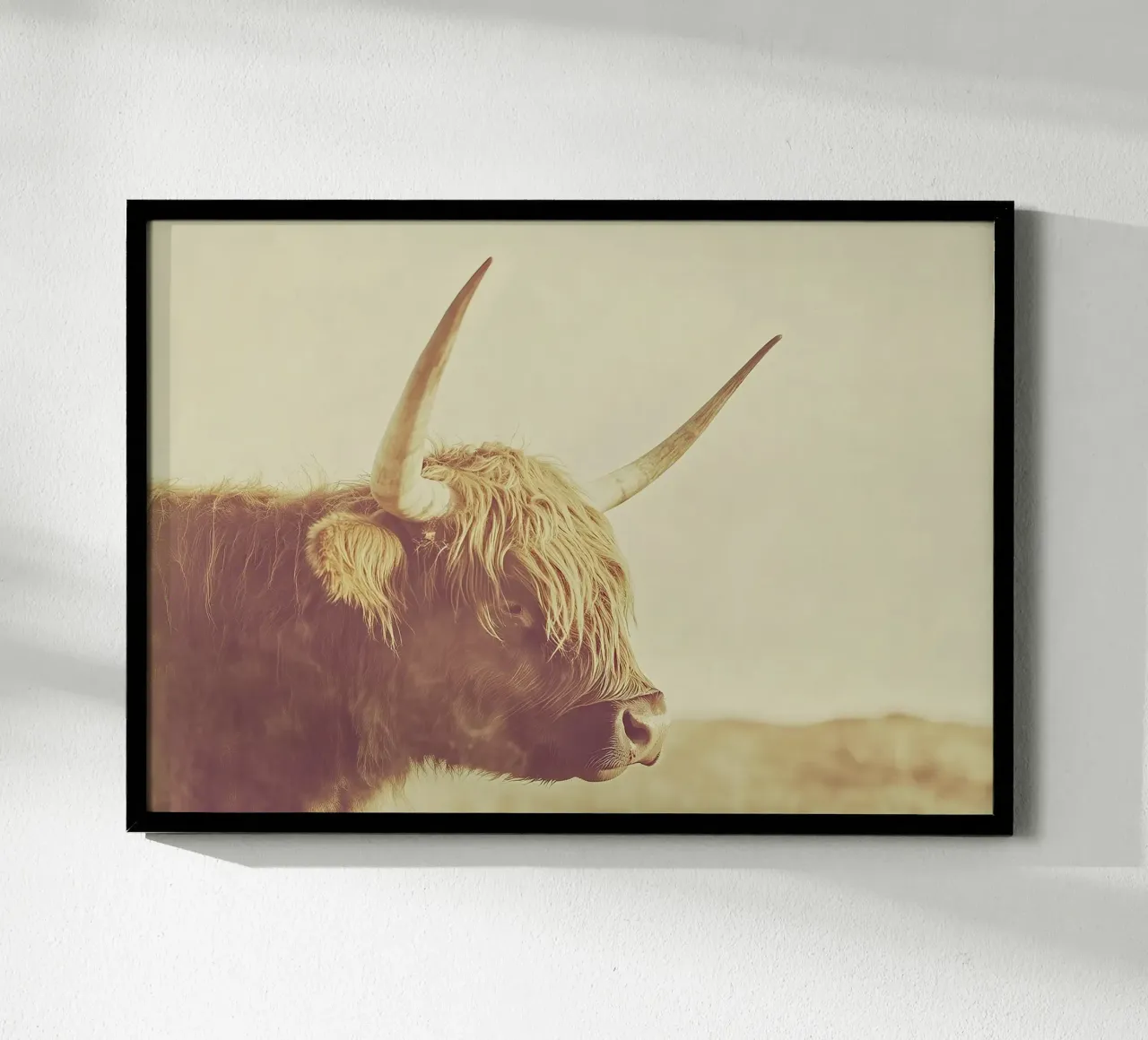 Una foto di una mucca highland di profilo, con il pelo lungo poster con telaio in alluminio da Nikis Art Studio