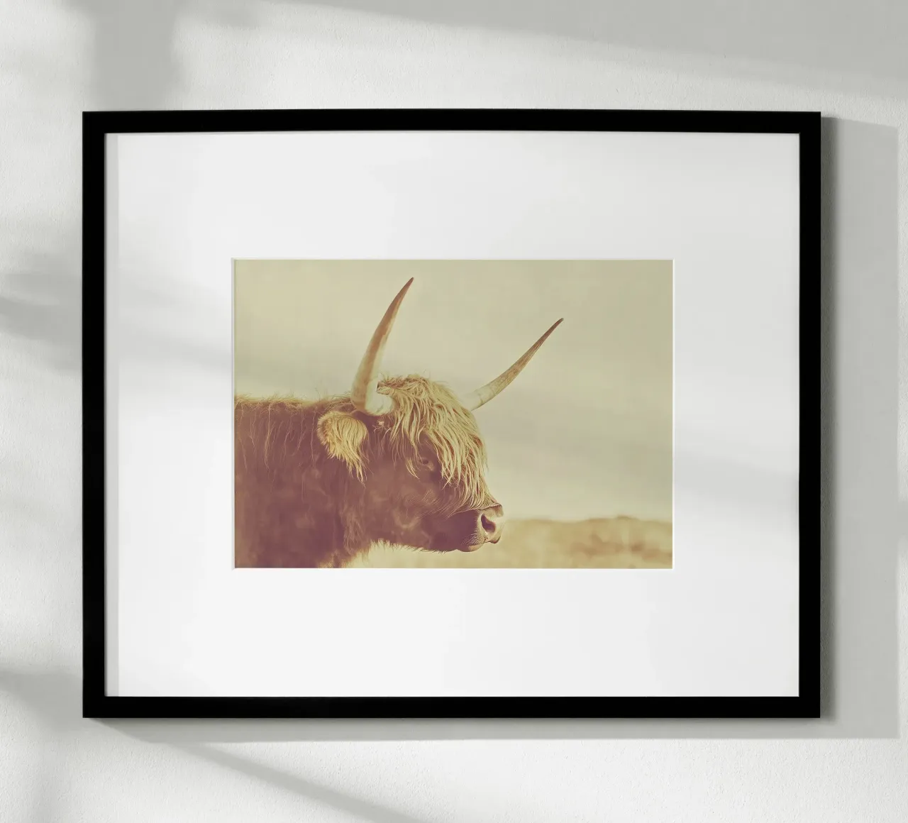 Una foto di una mucca highland di profilo, con il pelo lungo poster con telaio in alluminio da Nikis Art Studio