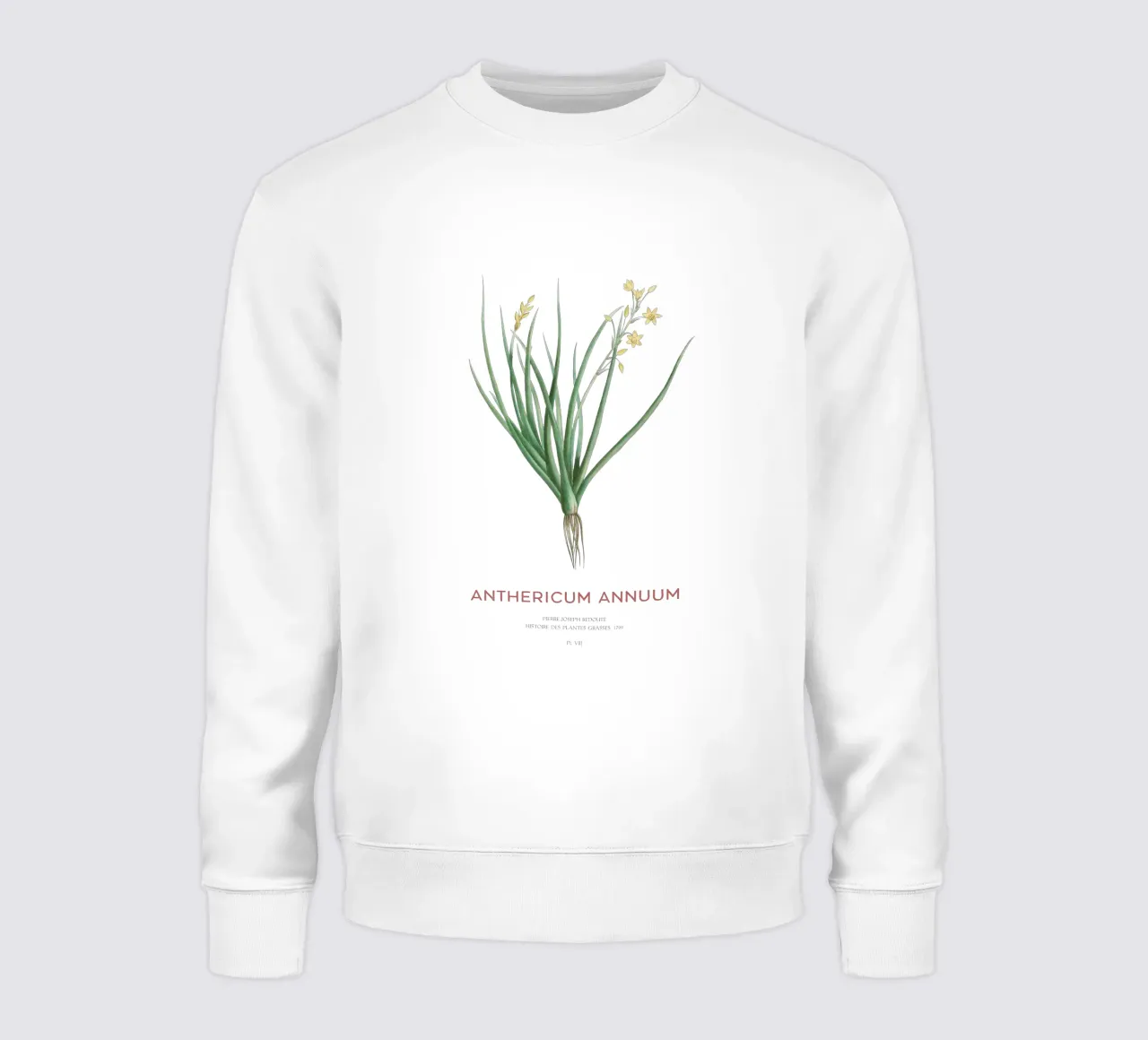 Bulbine annua oder Anthericum annuum Sweatshirt von Vintagrafica