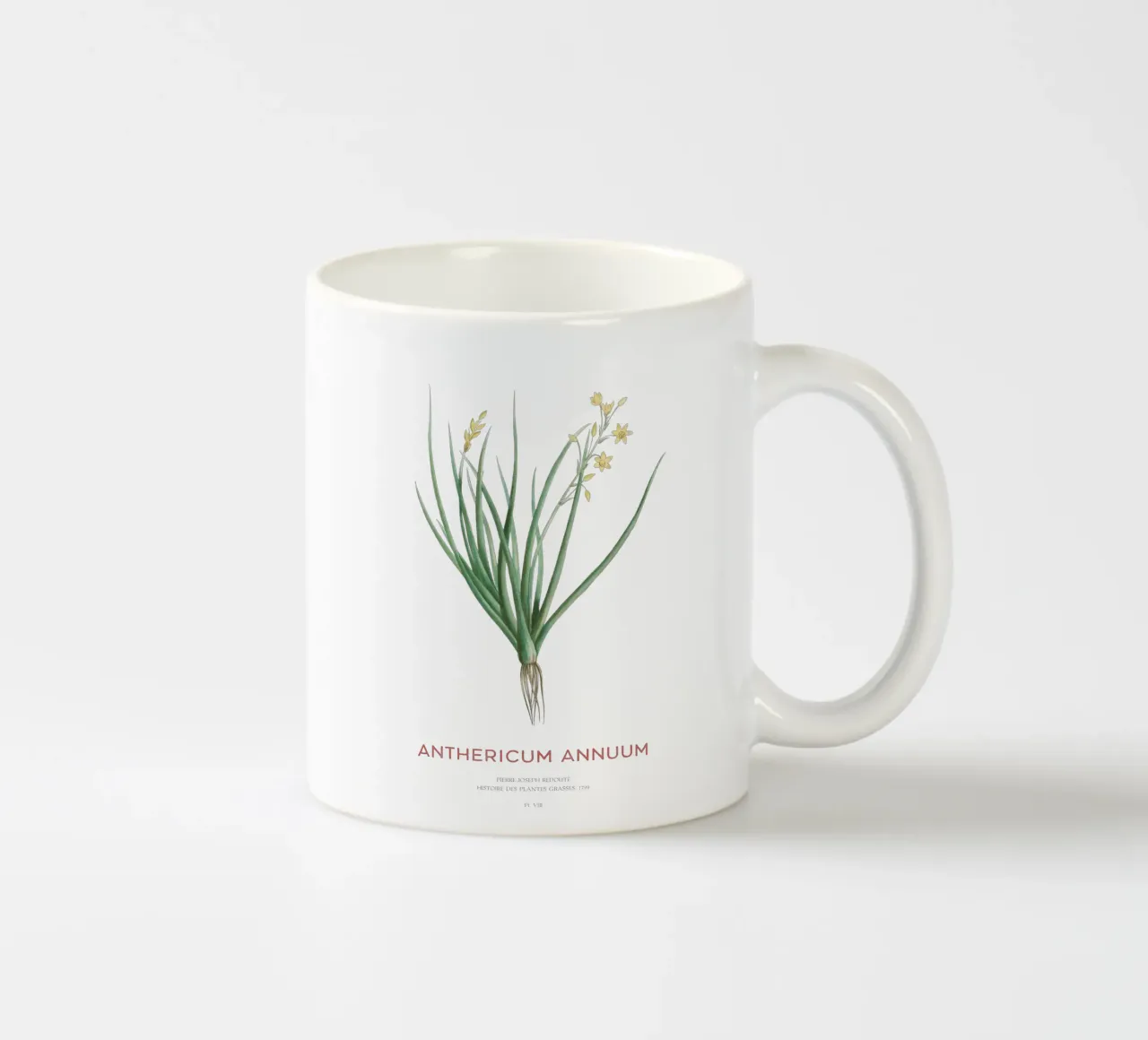 Bulbina annua o Anthericum Annuum tazza in ceramica da Vintagrafica