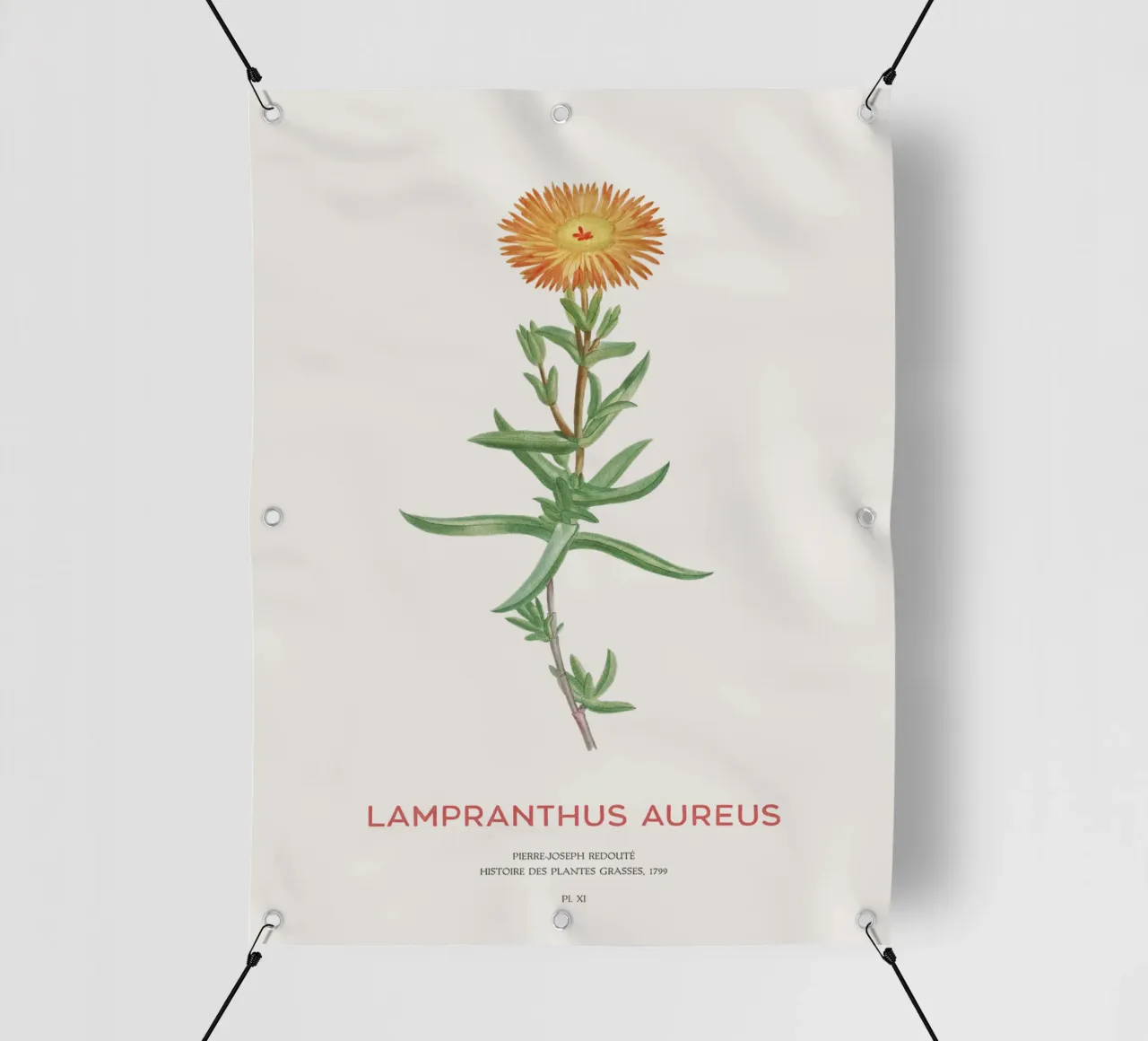 Lampranthus aureus piante grasse telo in pvc da Vintagrafica