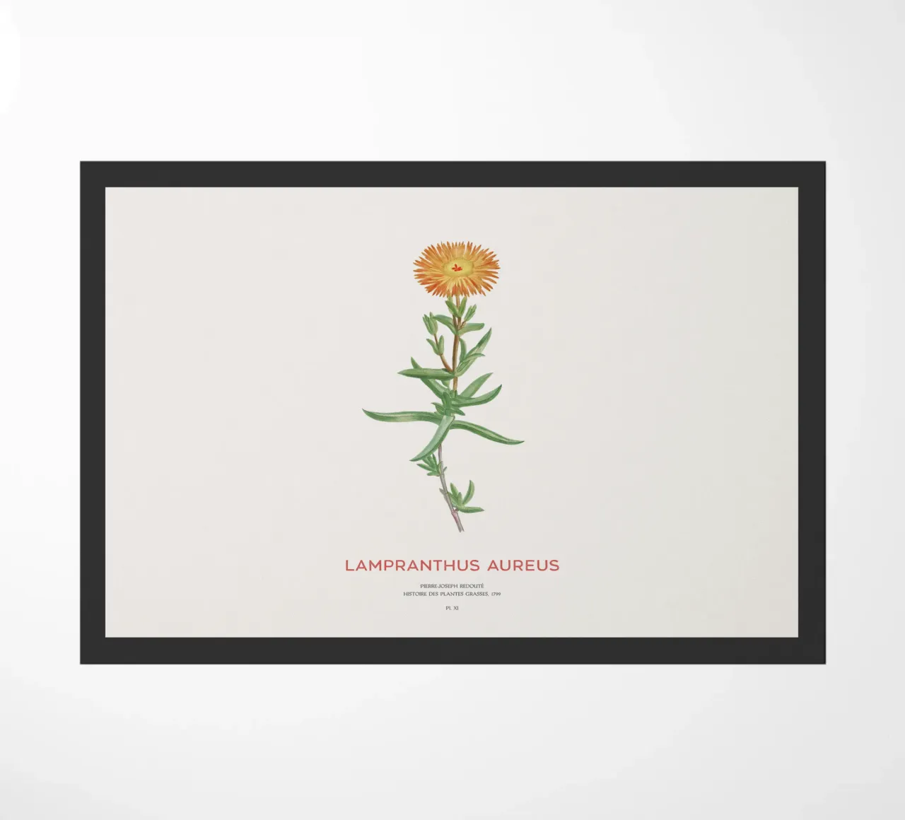 Lampranthus aureus piante grasse zerbino da Vintagrafica