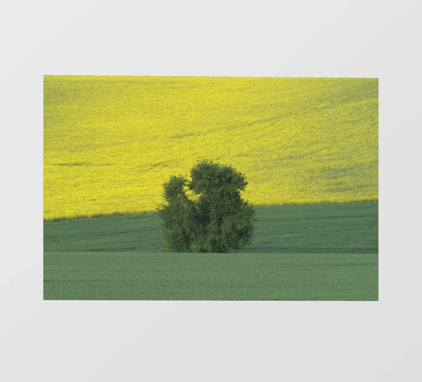 Einsamer Baum zwischen Raps und Grün Fototapete von DR-moments