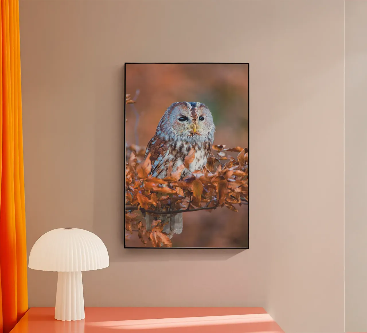 Piccolo gufo plexiglass da Dave Hare Photography