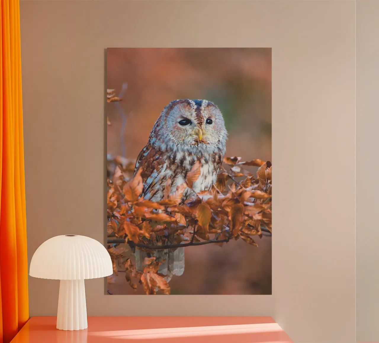 Piccolo gufo plexiglass da Dave Hare Photography