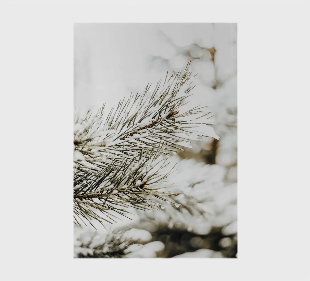 Snowy Fir Branch - Winter Botanical Art Print notebook by Whole©
