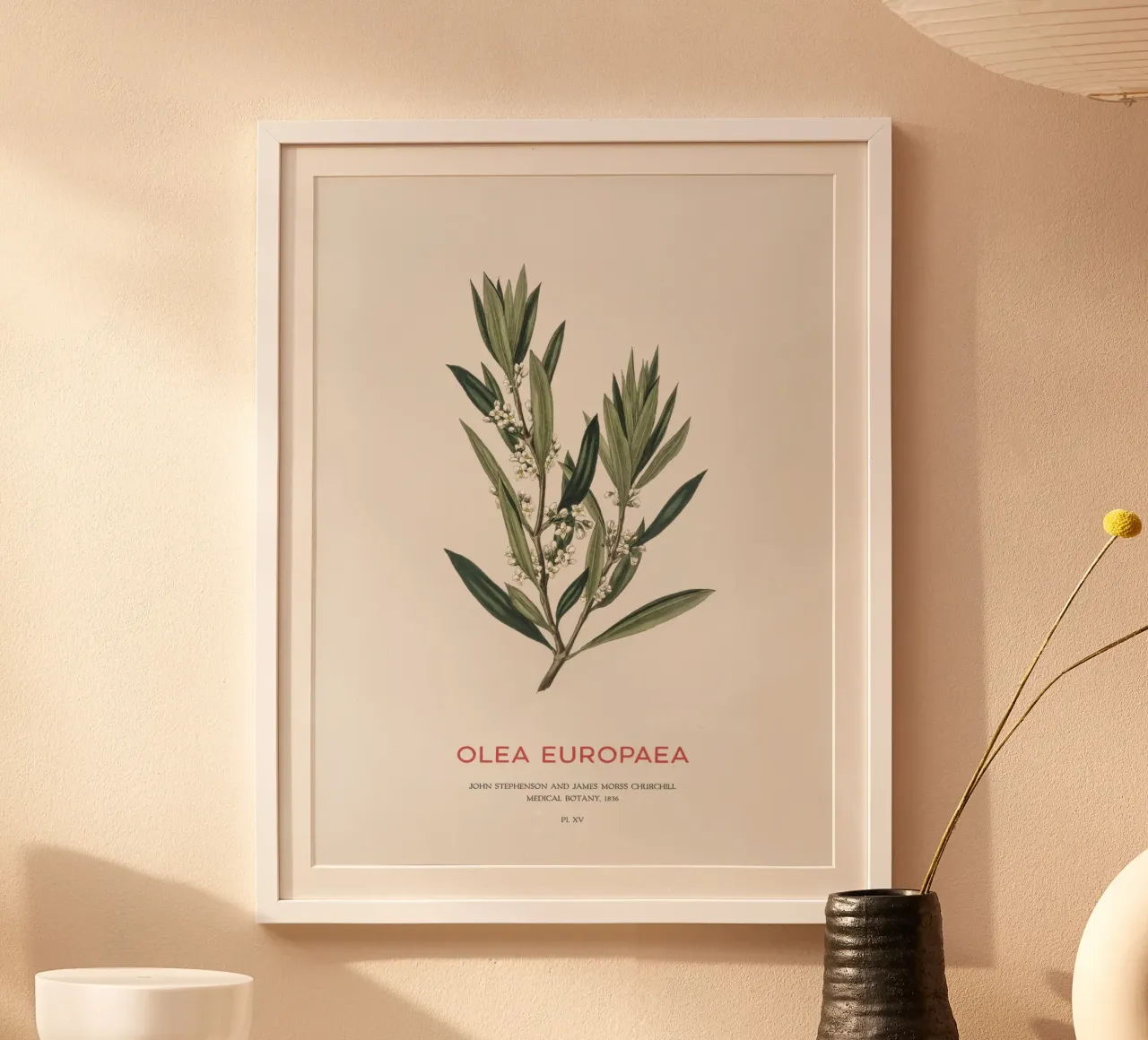 Olivo o Olea Europaea poster con telaio in alluminio da Vintagrafica