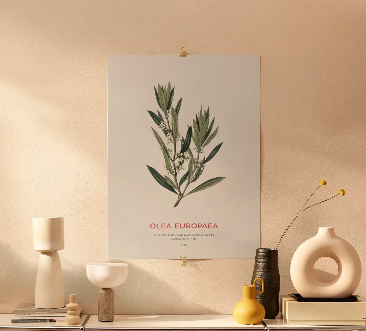 Olivo o Olea Europaea poster con telaio in alluminio da Vintagrafica