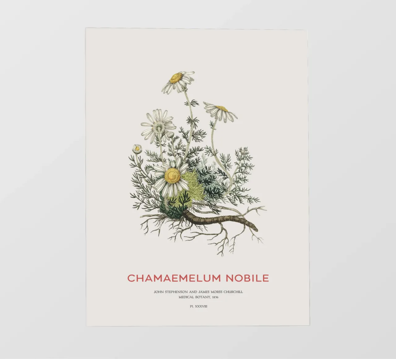 Camomilla o Chamaemelum Nobile pellicola backlit da Vintagrafica