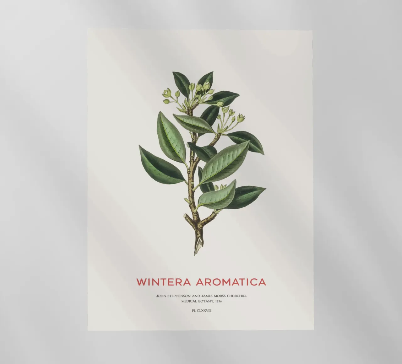 Canelo or Wintera Aromatica pellicola backlit da Vintagrafica