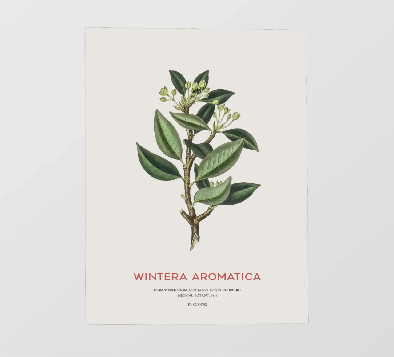 Canelo or Wintera Aromatica pellicola backlit da Vintagrafica