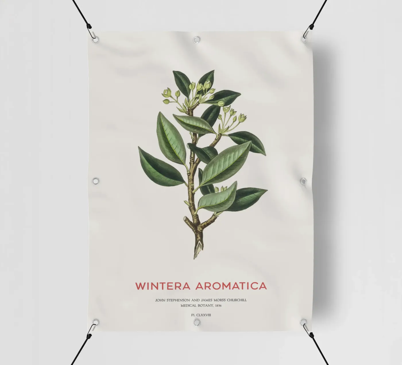 Canelo or Wintera Aromatica PVC Plane von Vintagrafica