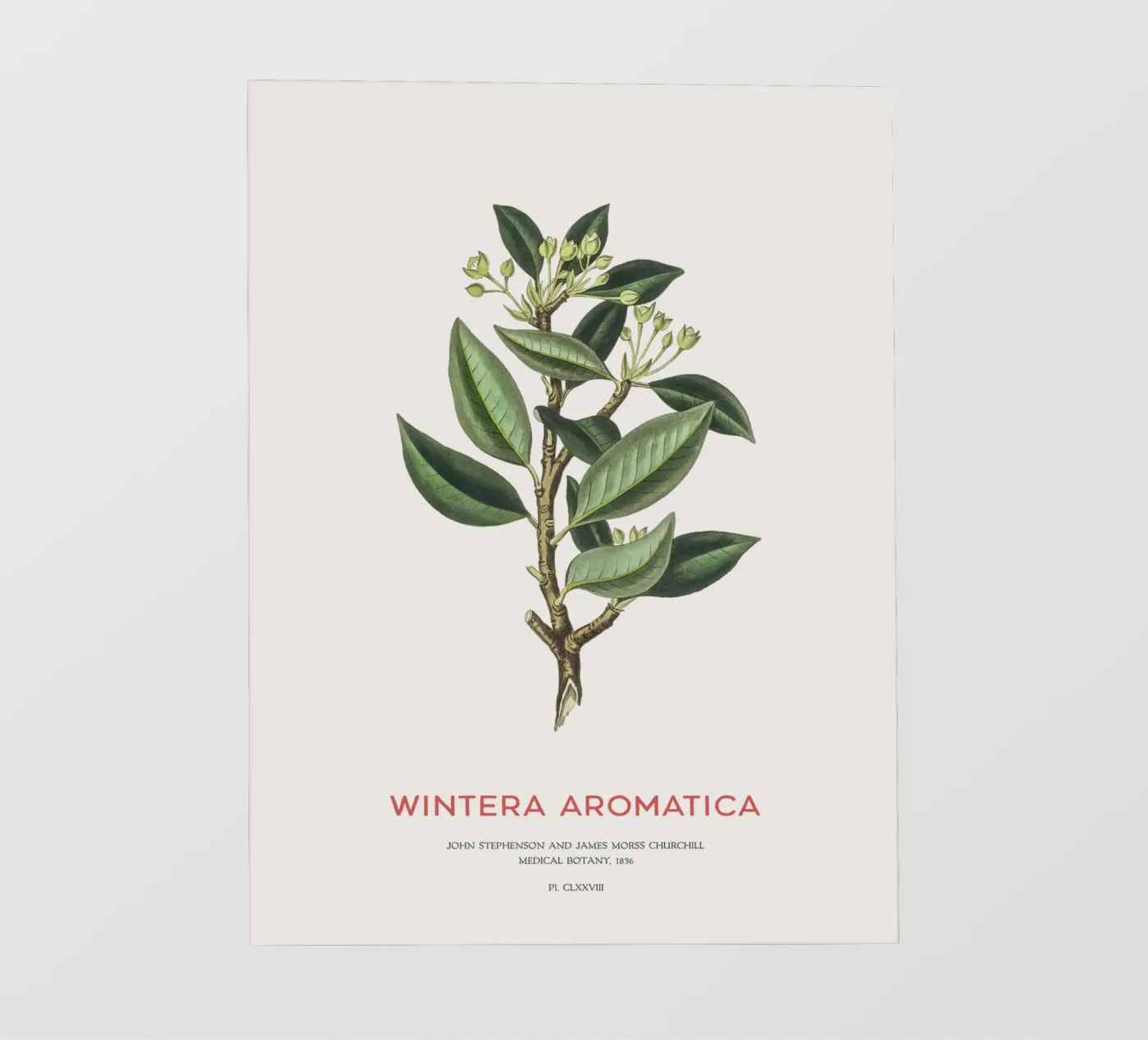 Canelo or Wintera Aromatica PVC Plane von Vintagrafica