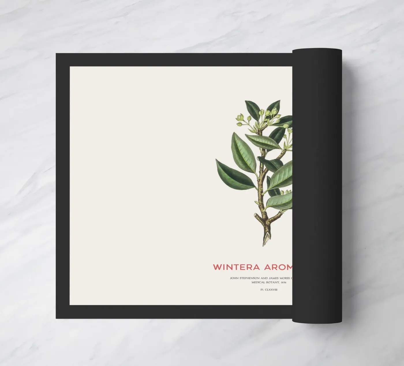 Canelo or Wintera Aromatica Fußmatte von Vintagrafica