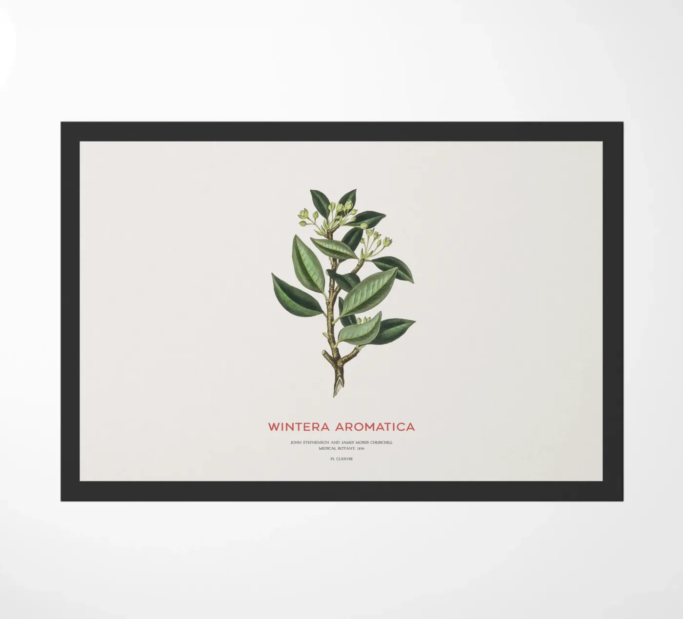 Canelo or Wintera Aromatica Fußmatte von Vintagrafica