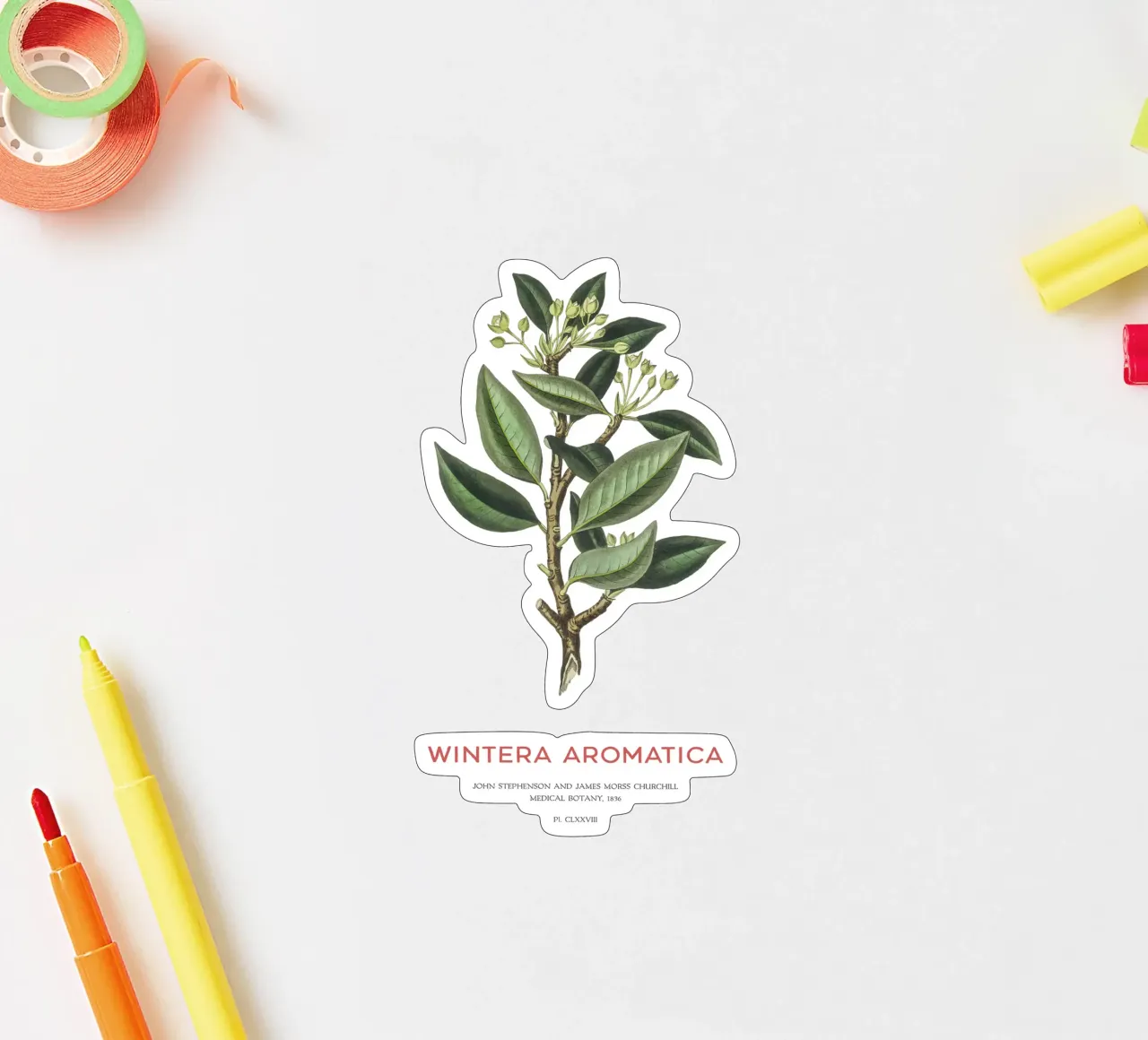 Canelo or Wintera Aromatica sticker by Vintagrafica
