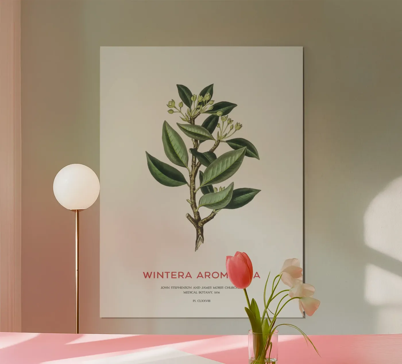 Canelo oder Wintera Aromatica Poster von Vintagrafica