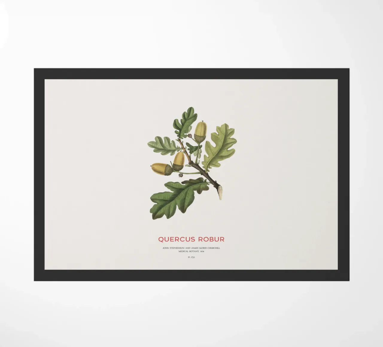 Quercia inglese o Quercus Robur zerbino da Vintagrafica