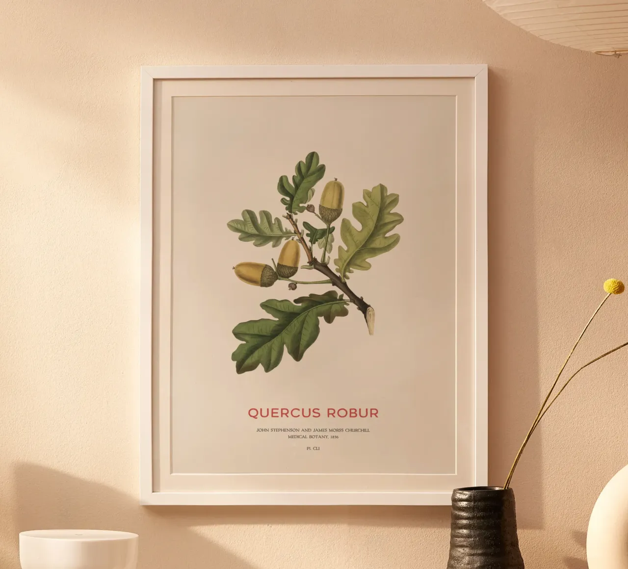 Quercia inglese o Quercus Robur carta hahnemühle da Vintagrafica