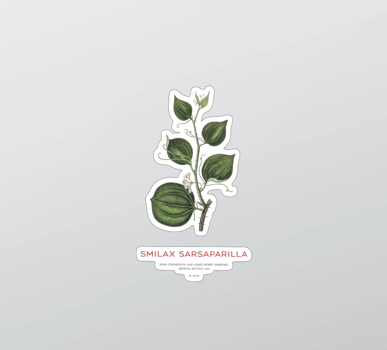 Katzenschwanz oder Smilax Sarsaparilla Sticker von Vintagrafica