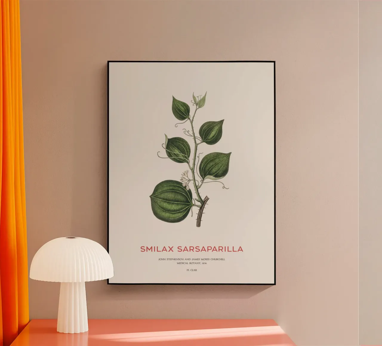 Sarsapariglia di gatto o Smilax plexiglass da Vintagrafica