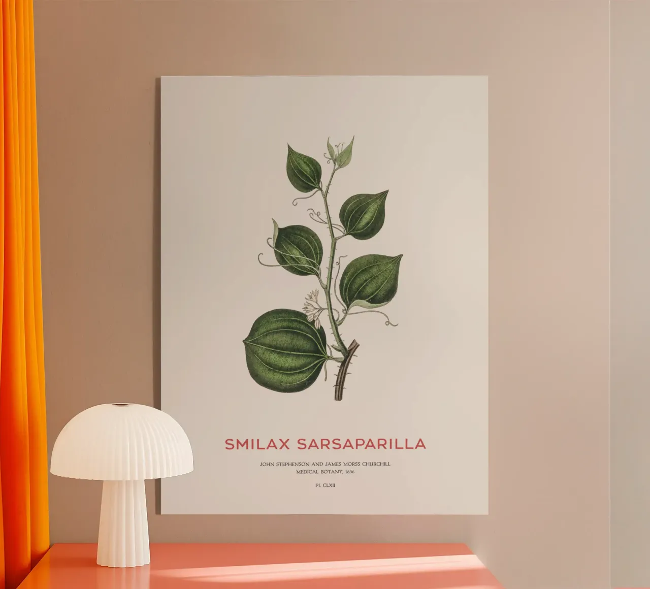 Sarsapariglia di gatto o Smilax plexiglass da Vintagrafica