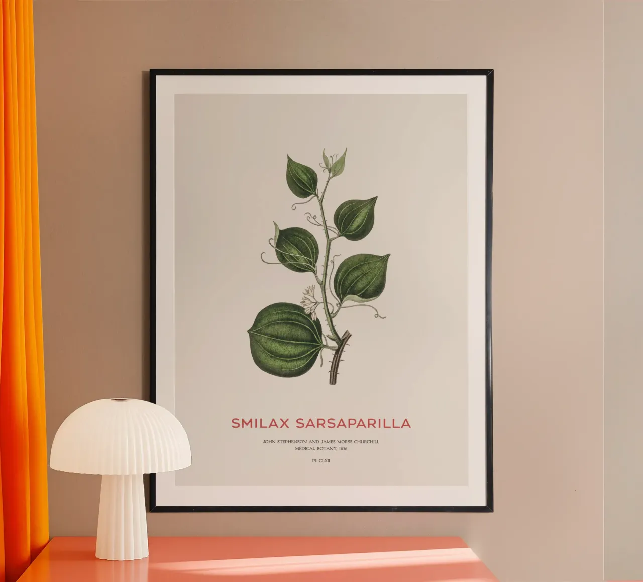 Sarsapariglia di gatto o Smilax carta hahnemühle da Vintagrafica