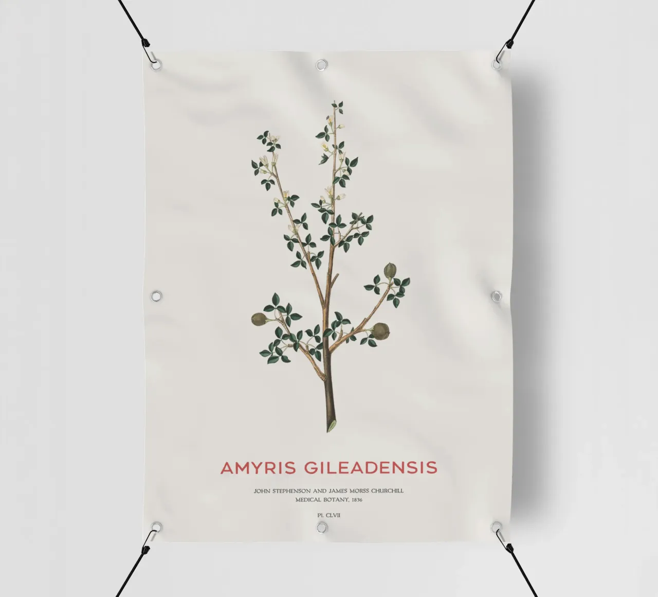 Albero del balsamo arabo o Amyris Gileadensis telo in pvc da Vintagrafica