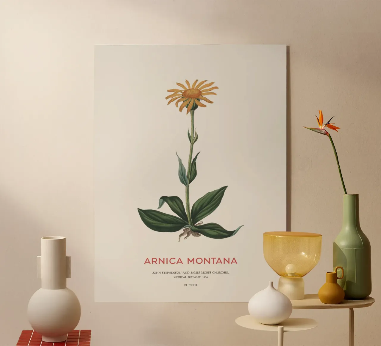 Bergtabak oder Arnika Montana Acryl-Glas von Vintagrafica