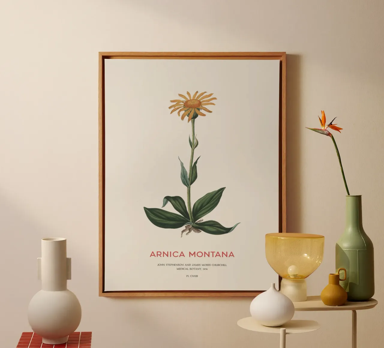 Bergtabak oder Arnika Montana Leinwand mit Schattenfugenrahmen von Vintagrafica
