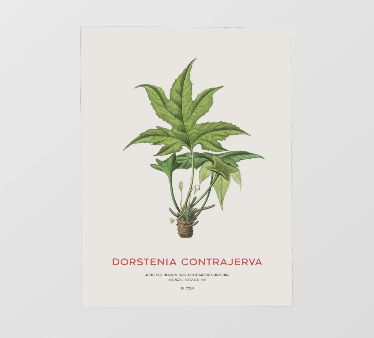 Dorstenia Сontrajerva pianta pellicola backlit da Vintagrafica