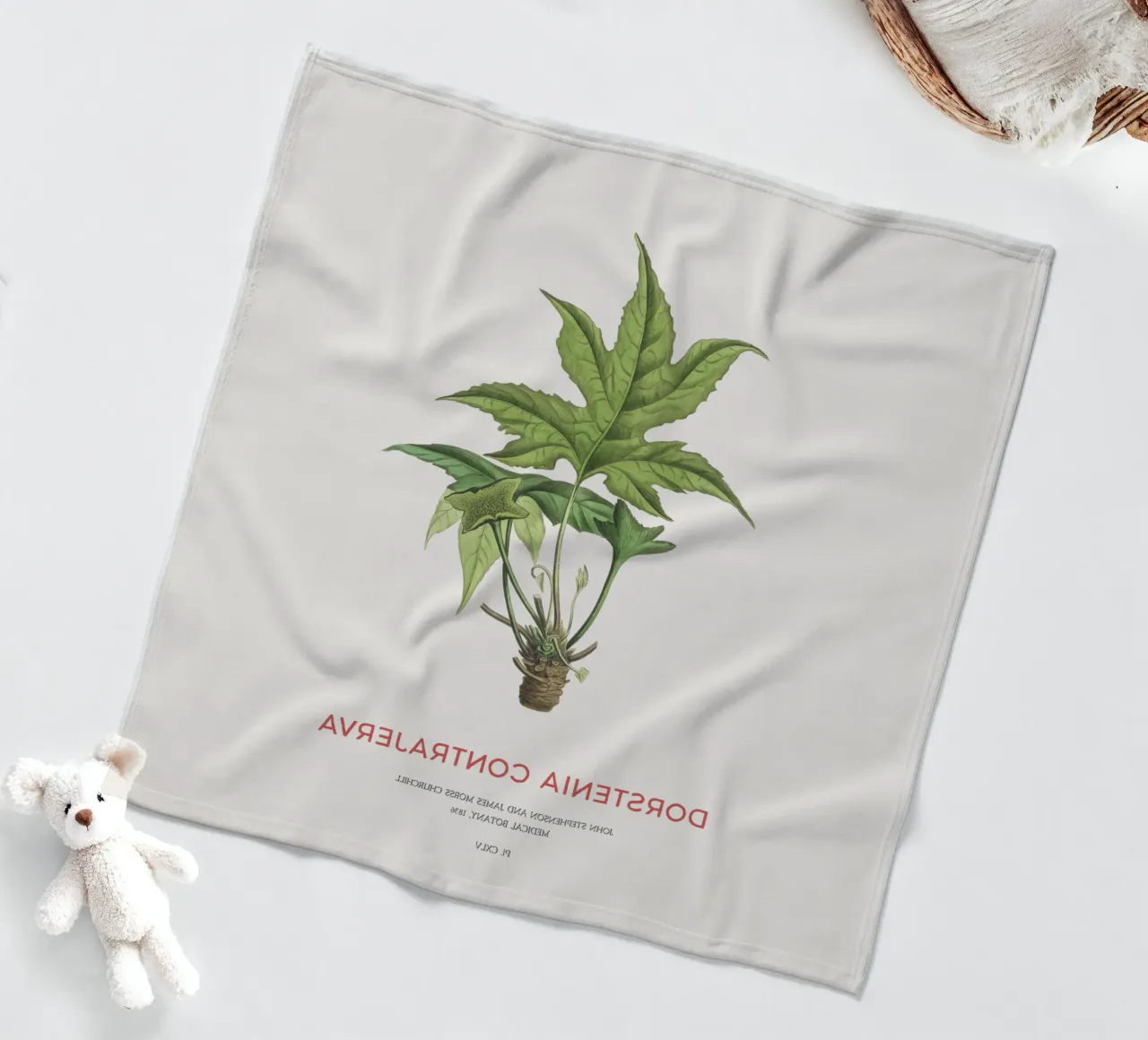 Dorstenia Сontrajerva pianta coperta in pile da Vintagrafica