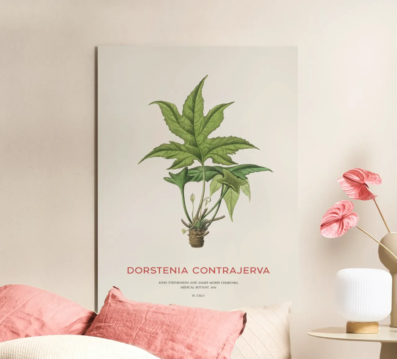 Dorstenia Сontrajerva pianta alluminio dibond da Vintagrafica