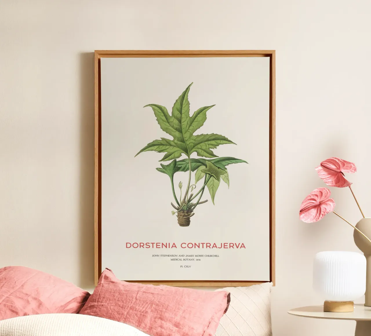 Dorstenia Сontrajerva pianta tela con Cornice a cassetta da Vintagrafica