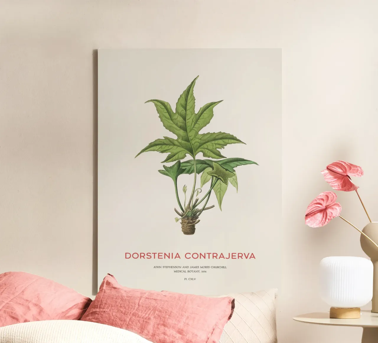 Dorstenia Сontrajerva pianta tela con Cornice a cassetta da Vintagrafica