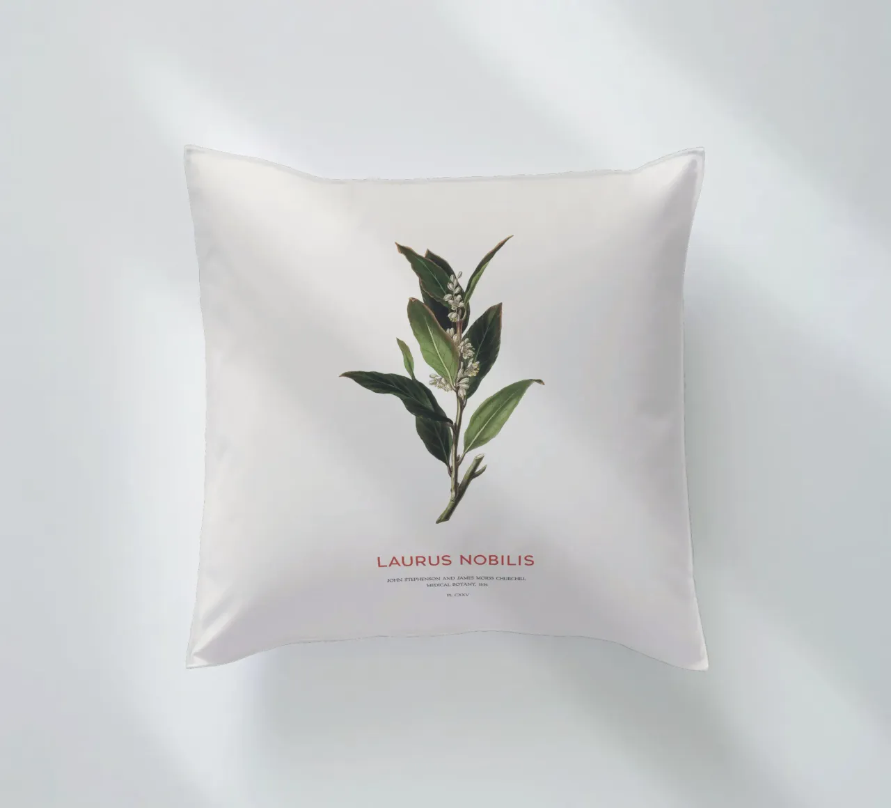 Alloro greco o Laurus Nobilis cuscino da Vintagrafica