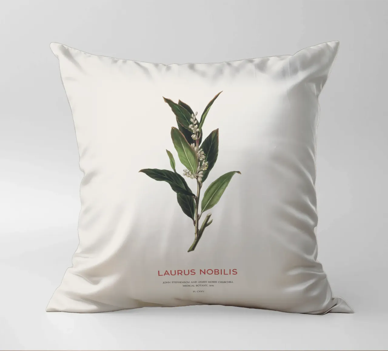 Alloro greco o Laurus Nobilis cuscino da Vintagrafica