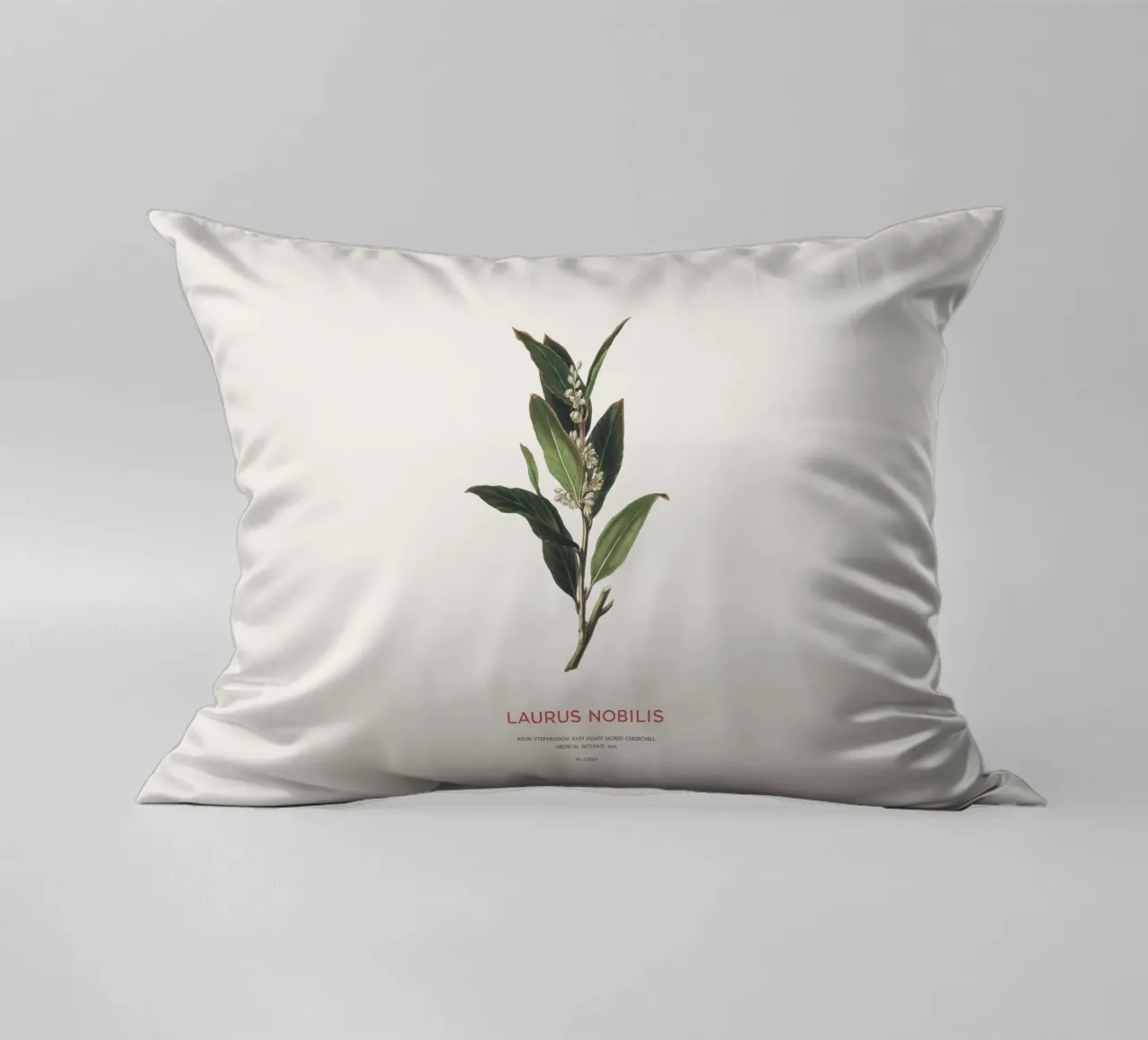 Alloro greco o Laurus Nobilis cuscino da Vintagrafica
