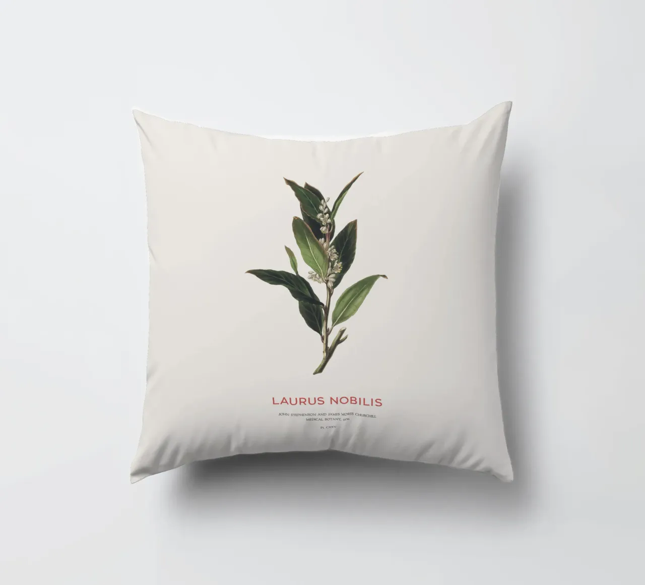 Alloro greco o Laurus Nobilis cuscino da Vintagrafica