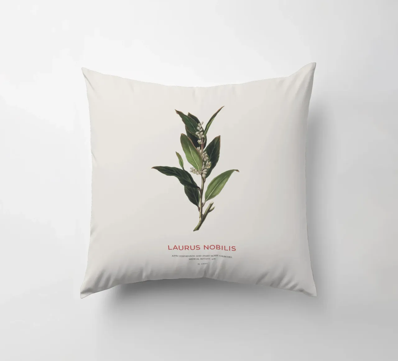 Alloro greco o Laurus Nobilis cuscino da Vintagrafica